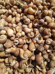Portrait image of a collection of empty shells perfect for background