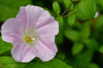 散歩道で見られる花