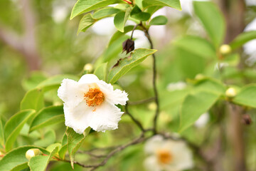 散歩道で見られる花