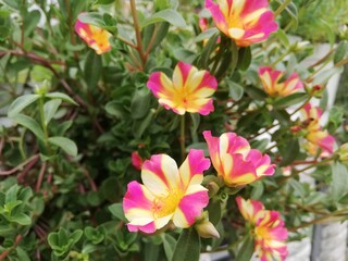 pink and white flowers