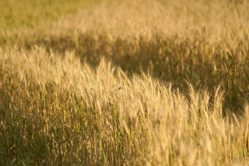 Close up of wheat ears, Focus selective