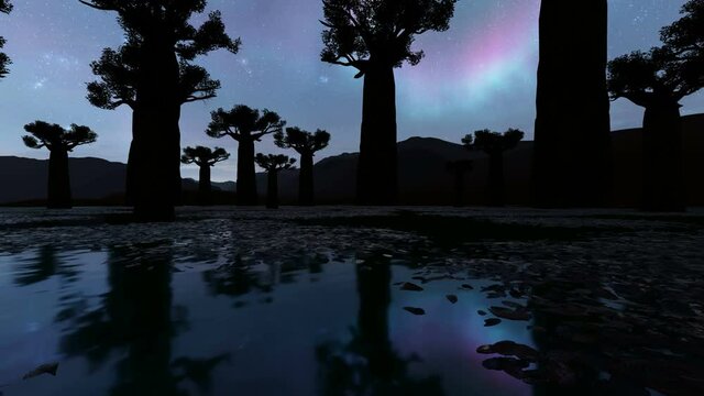  Baobab trees at night