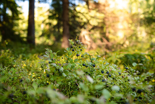 Ripe blueberry bushes in the forest