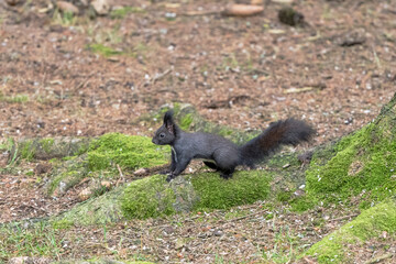 Eichhörnchen © Xaver Klaussner
