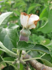 a picture of flowers taken in the garden