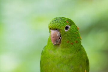Green parrot in a rainforest in South America