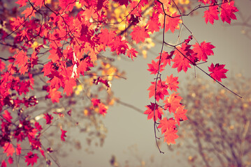 Autumn background. Red maple leaves. 