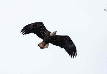Eagle in flight