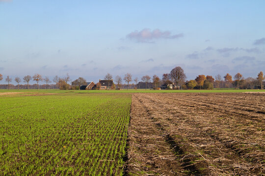 Crop Rotation: Young Winter Cereal, Sown Next To A Harvested Potato Field In Autumn