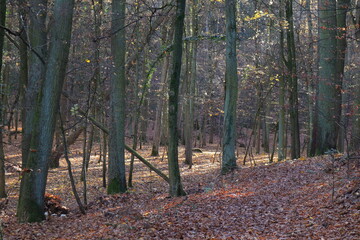 Wald, Herbst, Blätter, Eiche, Baum