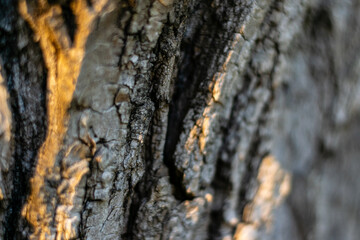 Tree bark texture in close view
