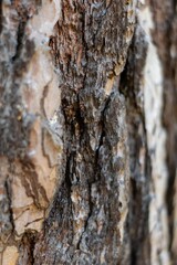 Bark of a tree
