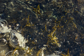 beautifully frozen ice on the river with grass