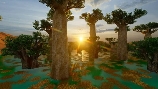 Beautiful sunset over Baobab trees