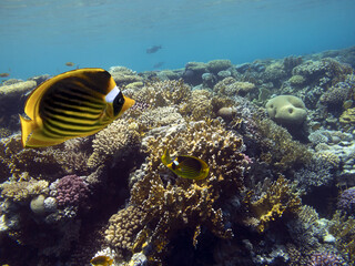 Fototapeta na wymiar Raccoon butterflyfish (chaetodon fasciatus). Red Sea