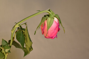There is a withered rose in the vase