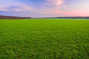Fototapeta na wymiar Green field of young wheat sprouts, forest on the horizon and sky in sunset colors
