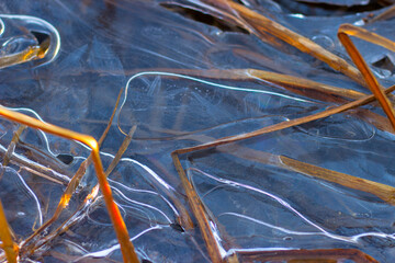 reed in the river froze in ice