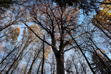 Wald, Herbst, Blätter, Eiche, Baum