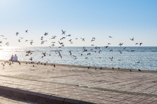 A group of pegeons flying at the Jeddah Corniche, 30 km coastal resort area of the city of Jeddah. Located along the Red Sea, features a coastal road, recreation areas, pavilions and civic sculptures