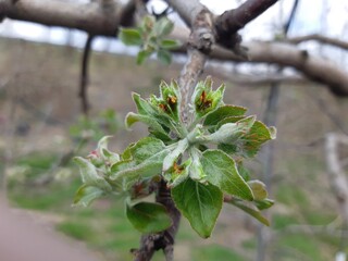 a picture of flowers taken in the garden
