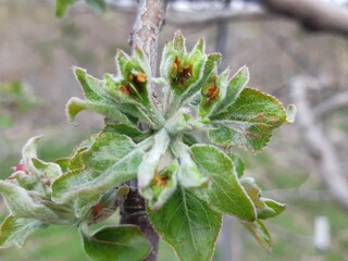 a picture of flowers taken in the garden