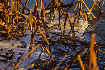 reeds in the river frozen in ice