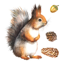 Watercolor illustration with cute fluffy squirrel, forest animal, naturalistic image, squirrel portrait
