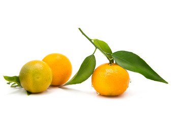 Ripe fresh tangerines on a branch with leaves covered with dew drops isolated on white background	