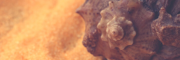 Sea shell so close, macro object