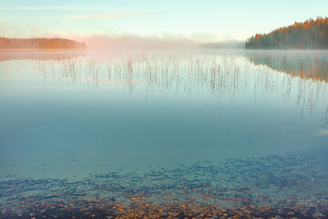 Autumn sunrise over the lake. Pink fog and blue, clear, transparent water. Reeds are reflected. Specular reflection Scandinafian nature, Finland.