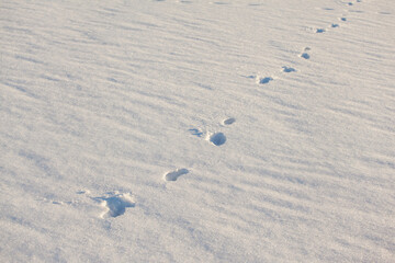 traces of animals on white snow