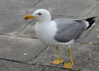seagull with yellow beak looking for crumbs for the city of Veni