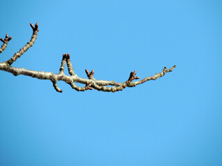 青空と枝