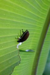Parasitism is eating banana tree leaves