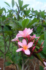 Red frangipani flowers bloom easily after it rains