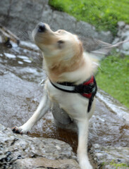 dog of labrador breeds as he dries himself by shaking his muzzle