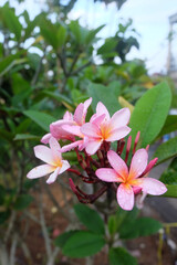 Obraz na płótnie Canvas Red frangipani flowers bloom easily after it rains