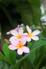 Red frangipani flowers bloom easily after it rains