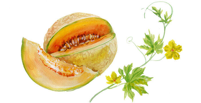 juicy melon painted in watercolor