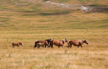 horses in the wild with small cubs in the middle of the prairie