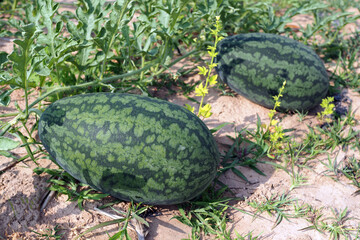 Obraz premium Fresh green watermelon of ripe watermelons with green leaves in a field