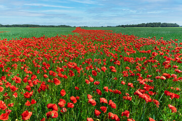 Red poppies on a background of blue sky with the sun. Bright wildflowers and cereal sprouts on a summer day. Latvia