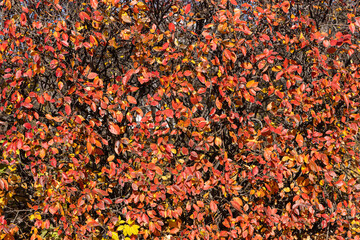 Texture of cotoneaster branches with gold yellow red leaves and black berries on a beautiful blur background is in a park in autumn