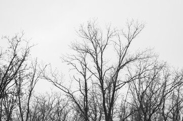 black and white photo trees without leaves
