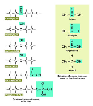 Various functional groups and categories of organic molecules