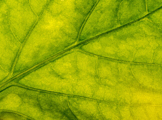 Fototapeta na wymiar Leaf macro detail shoot. (detailed with special light)