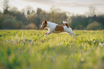 The dog is running on the field. active jack russell terrier. Pet in motion. sunset