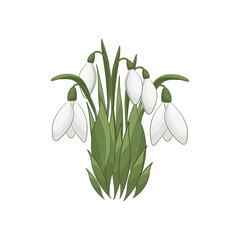 The snowdrops illustration on white background. Spring flowers bouquet