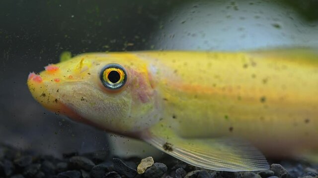 Close up of Chinese algae eater (Gyrinocheilus aymonieri) in aquarium. Fishkeeping concept.